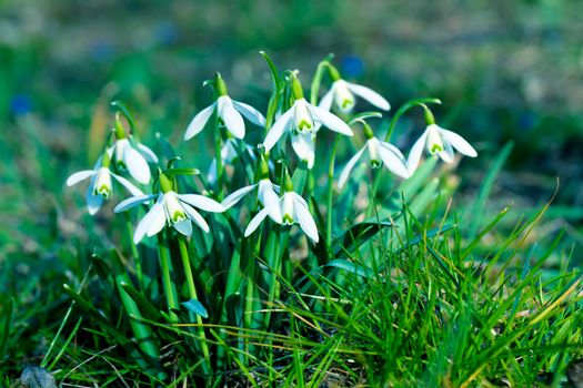 close up snowdrop flowers in spring