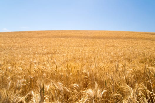 California Wheat