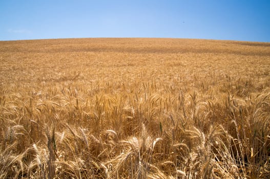 Wheat glows in sunshine