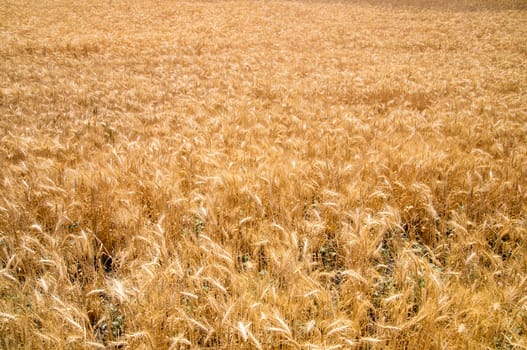 Wheat glows in California sunshine