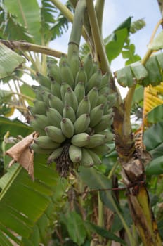 Bunch of bananas in California