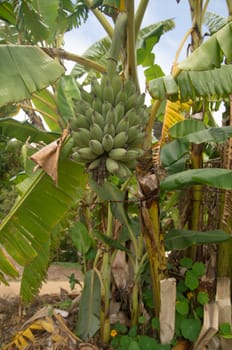 Banana tree with bunch of green fruit