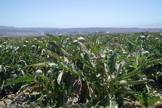 California  field of artichokes