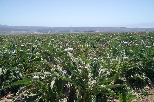 Artichoke crop in California fog