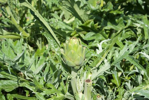 California Artichoke