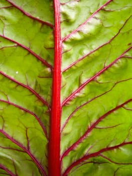 Green leaf with red veins