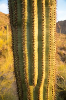 Saguaro cactus glows in the sunlight