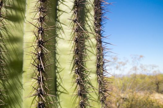 Cactus spikes on Saguaro