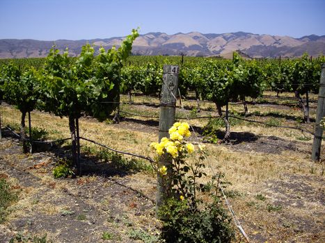 Roses and grapevines in California