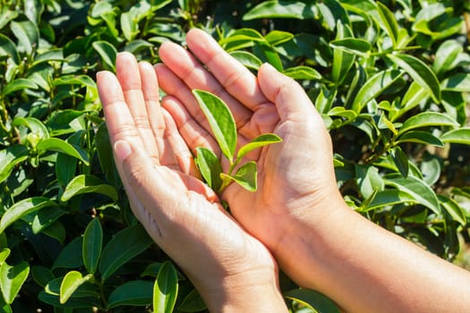 Fresh tea leaves in hands over tea bush on plantation.