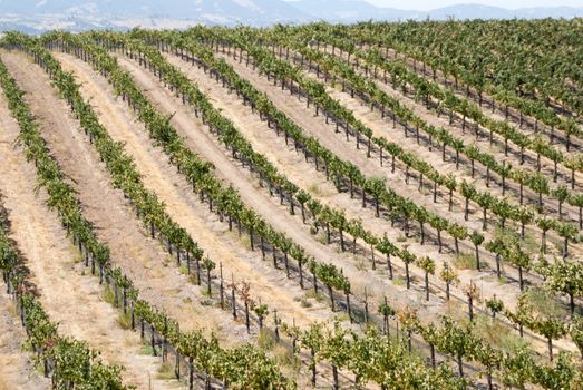 Grapevines on California slopes