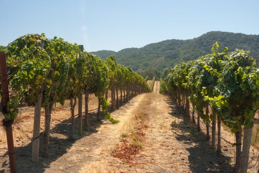 Grapes on the vine in California