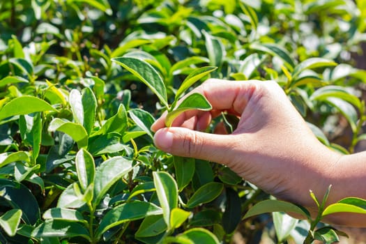 hand of woman plucking fresh green tea leaf