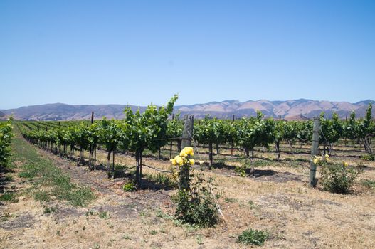 California vineyards and yellow roses in dry earth