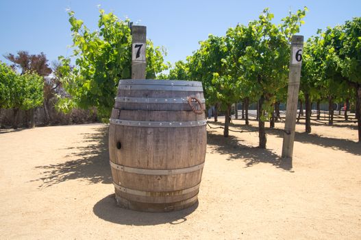 California wine barrel and grapevines