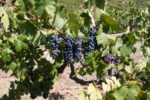 Ripe grapes on the vine in California
