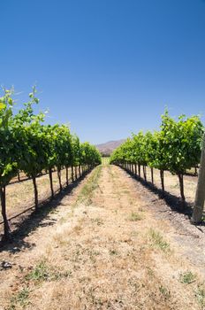 Grapevines in dry desert of California drought