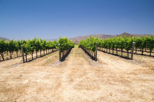 Drought affects grapevines in California