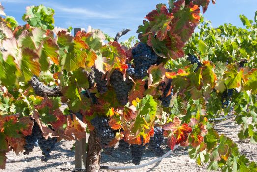 Black grapes ready for harvest