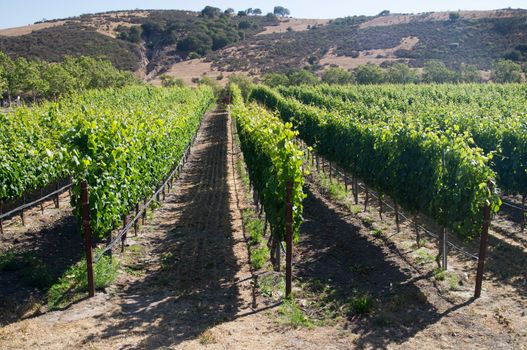 Rows of grapevines in California