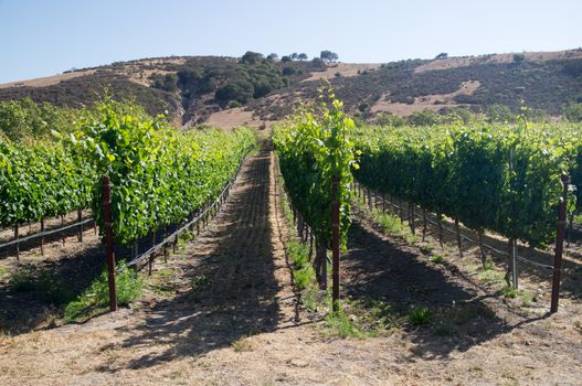 Rows of grapevines in California in Summer