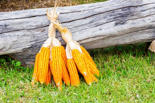 ear of ripe corn on green grass with dead wood log on the back