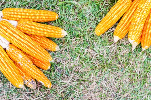 ear of ripe corn on  grass with copyspace, background