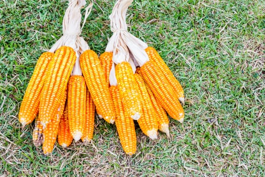 ear of ripe corn on  grass with copyspace, background