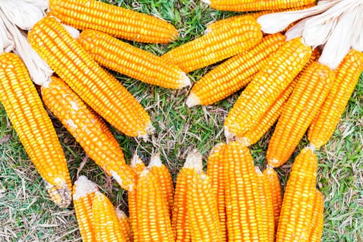 ear of ripe corn on  grass with copyspace, background