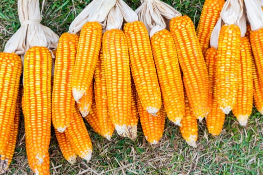 ear of ripe corn on  grass with copyspace, background