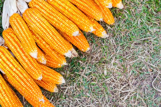 ear of ripe corn on  grass with copyspace, background