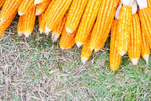 ear of ripe corn on  grass with copyspace, background