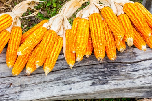 ear of ripe corn on the dead wood log