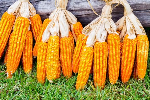 ear of ripe corn on green grass with dead wood log on the back