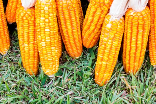 ear of ripe corn on  grass with copyspace, background