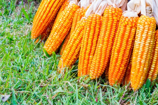 ear of ripe corn on  grass with copyspace, background
