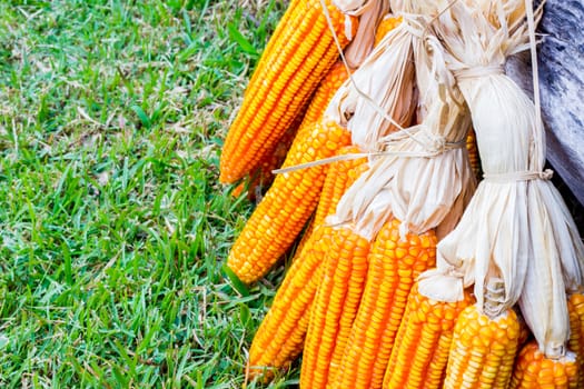 ear of ripe corn on green grass with dead wood log on the back