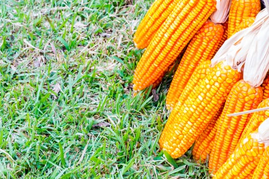 ear of ripe corn on  grass with copyspace, background