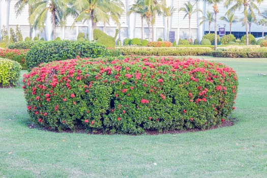 ixora bush and beautiful green garden background, with sunshine