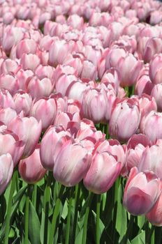 Colorful Tulips