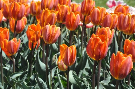 Colorful Tulips