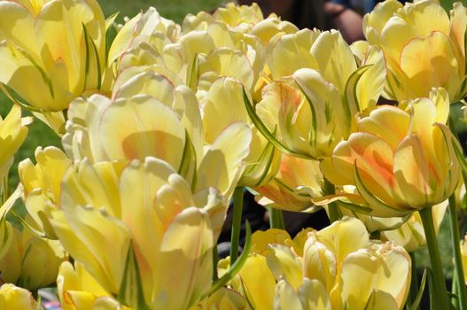 Colorful Tulips