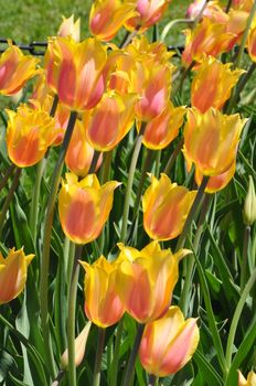 Colorful Tulips