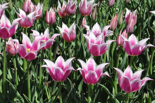 Colorful Tulips