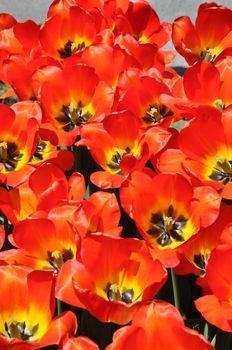 Colorful Tulips