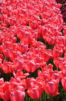 Colorful Tulips