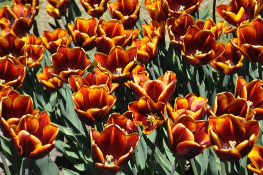 Colorful Tulips