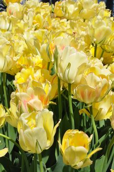 Colorful Tulips