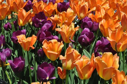 Colorful Tulips