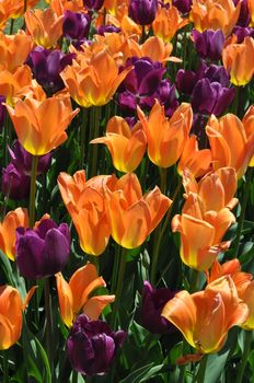 Colorful Tulips